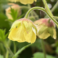 Geum 'Lemon Drops'